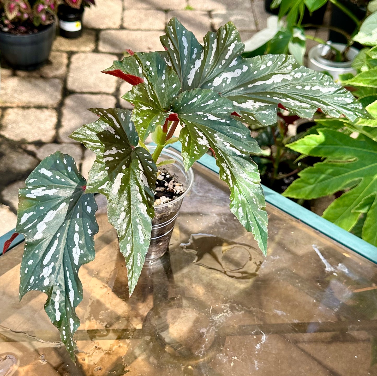 Lady Vanderwilt Begonia 4”