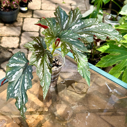 Lady Vanderwilt Begonia 4”
