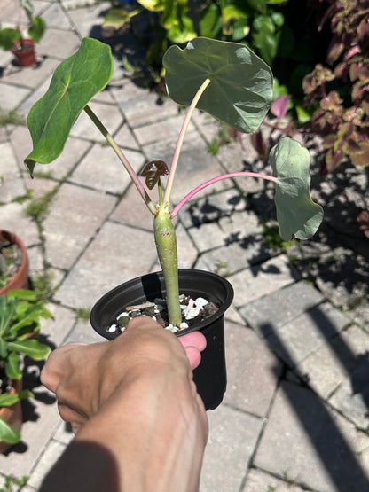 Jatropha Podagrica “Buddha Belly”