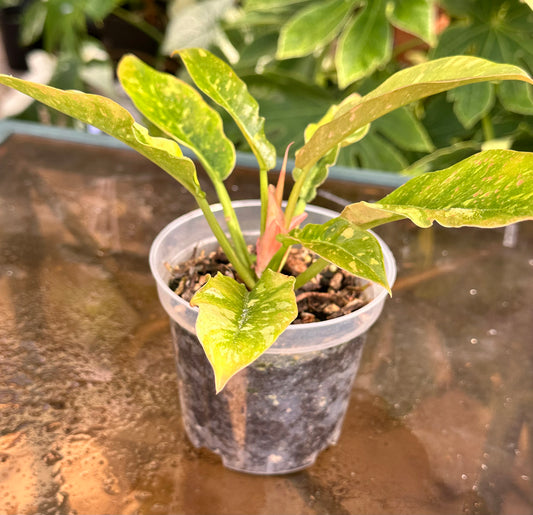 Ring of Fire Philodendron (4”)