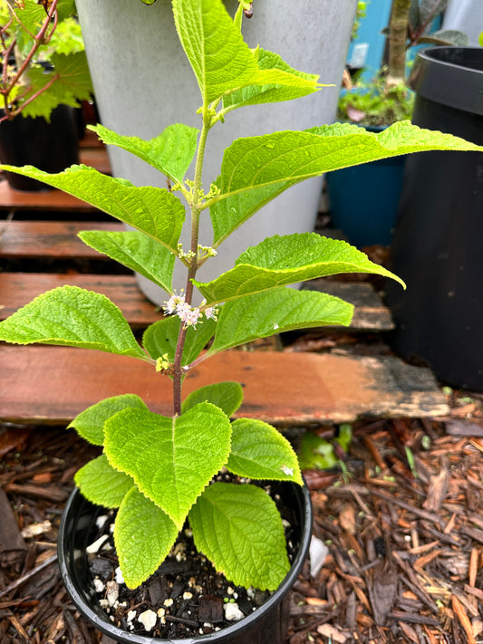 American Beauty Berry (Callicarpa Americana)