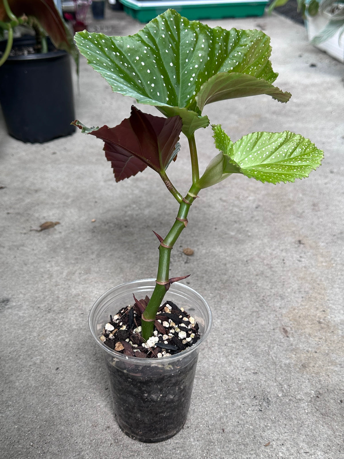 Begonia Lucerna | Rare Begonia Plant