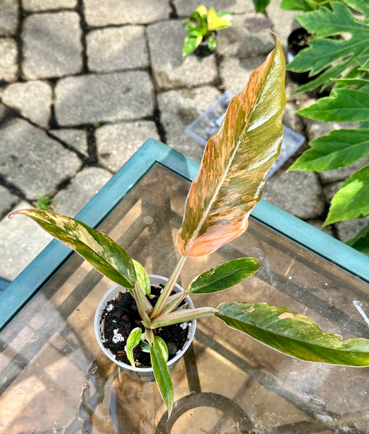 Caramel Marble Philodendron #5