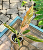 Caramel Marble Philodendron #5