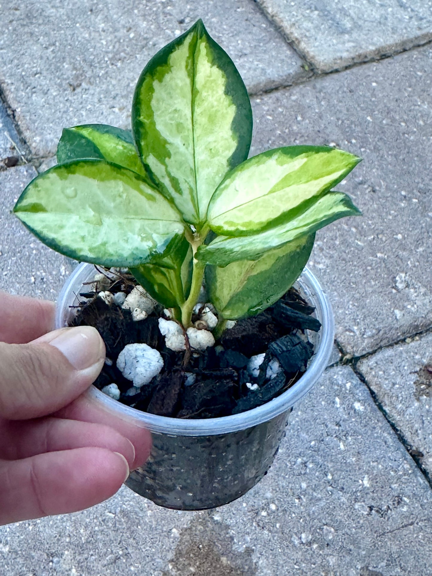 Hoya Australis “Lisa”