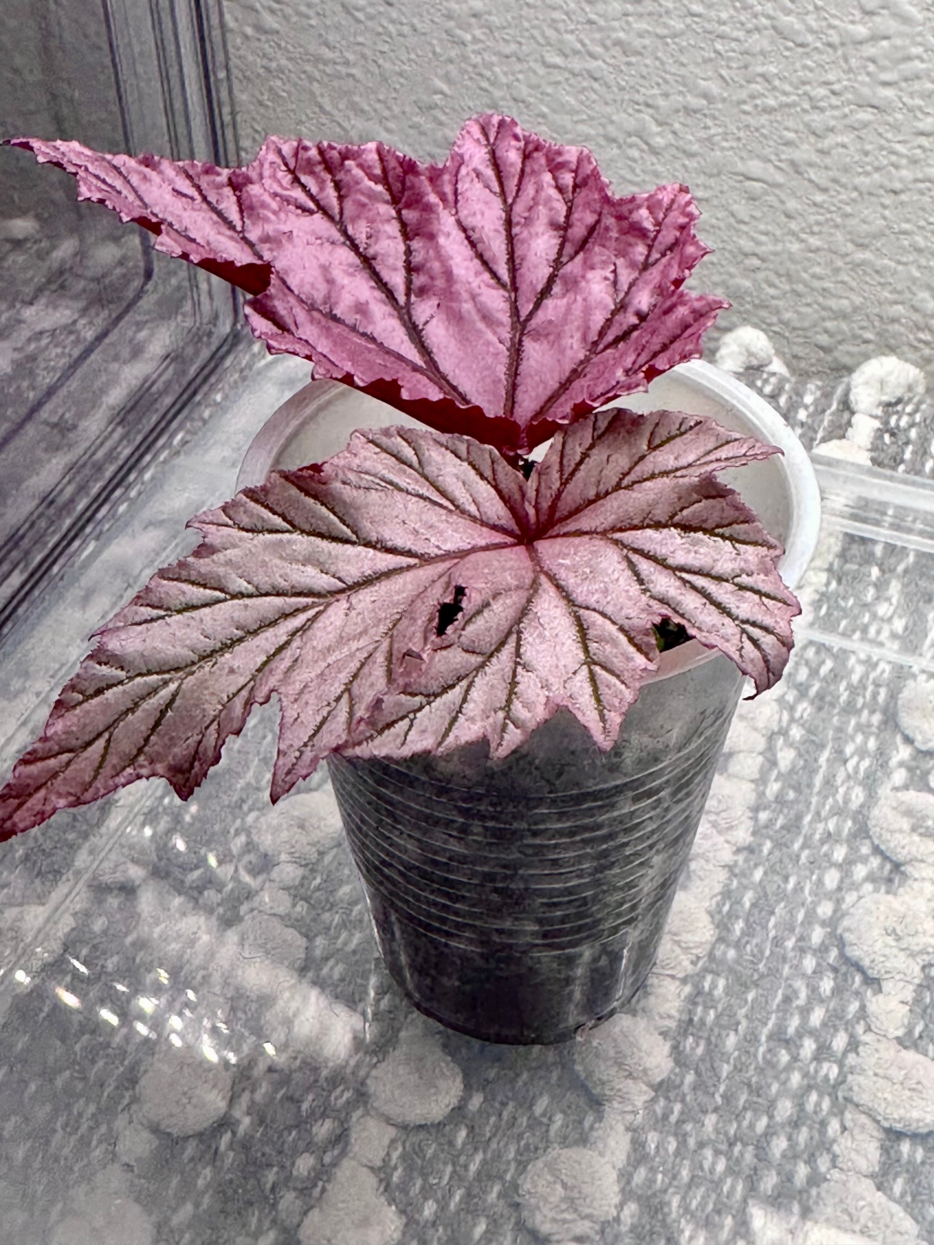 Begonia 'Lamoon' | Super Rare Florida‑Grown Begonia – Three Little
