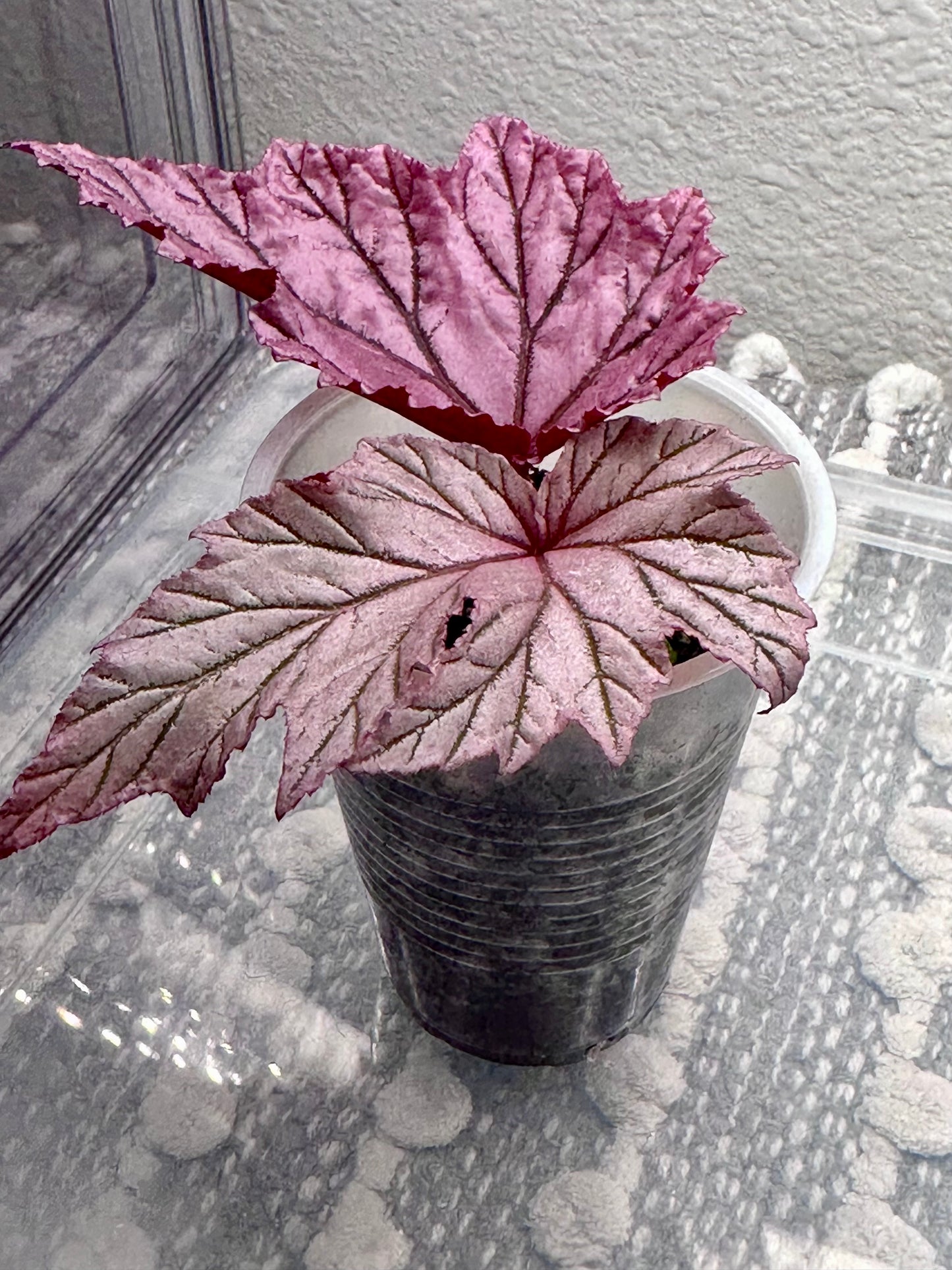 Begonia Lamoon