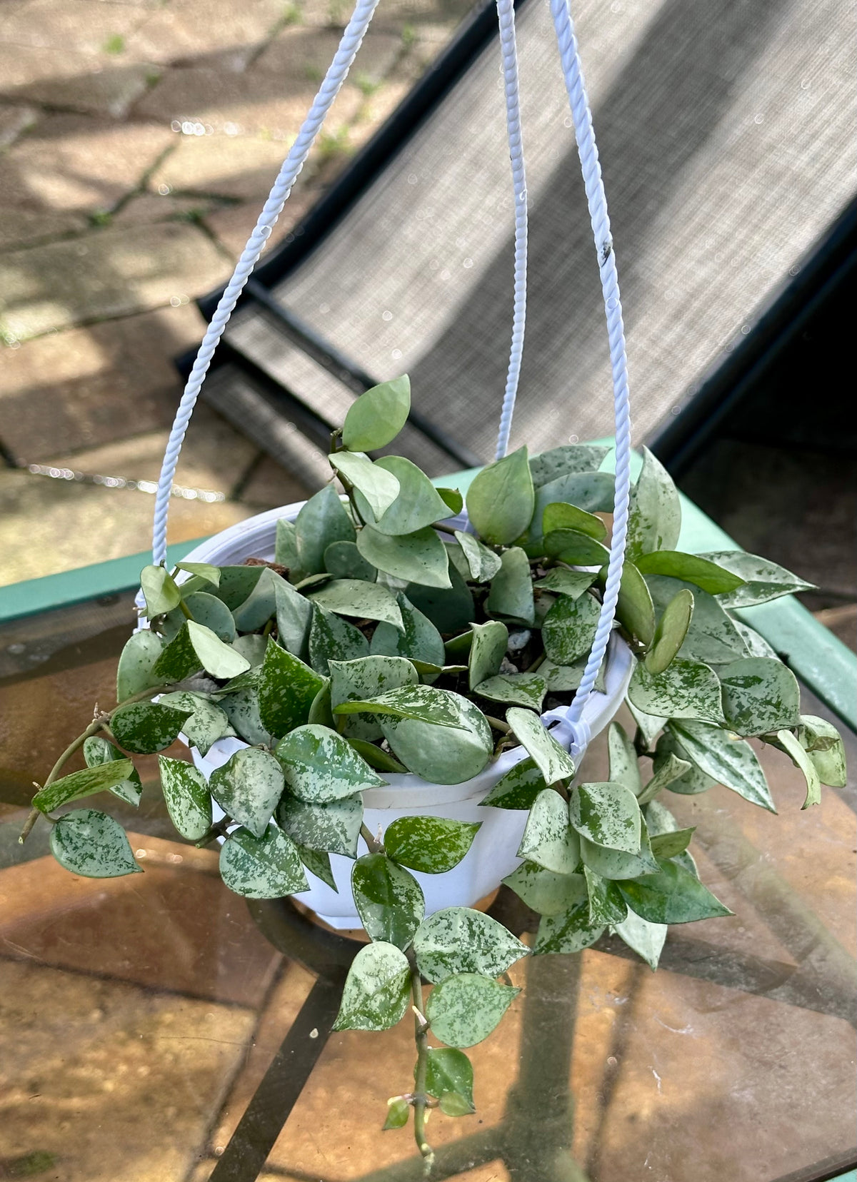 Hoya Krohniana 'Super Silver'