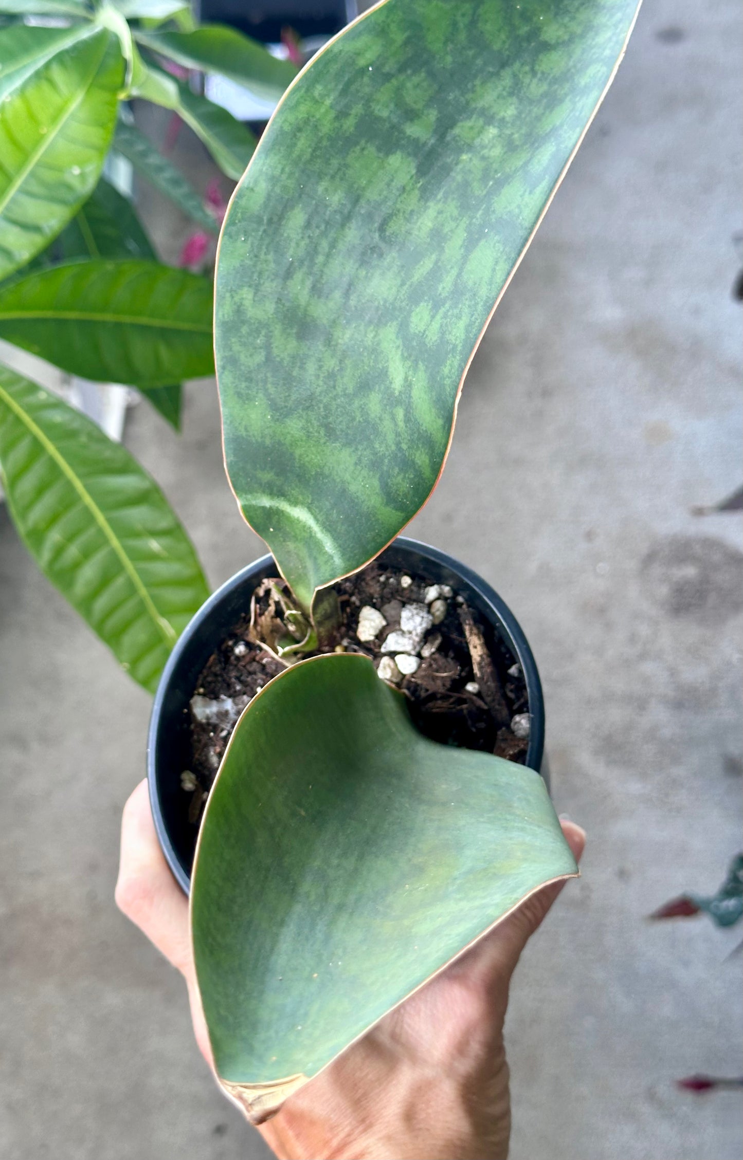 Whale Fin Snake Plant