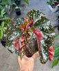Begonia Crackling Rosie