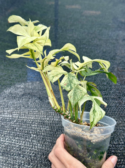 Rhaphidophora Tetrasperma “White Monster”
