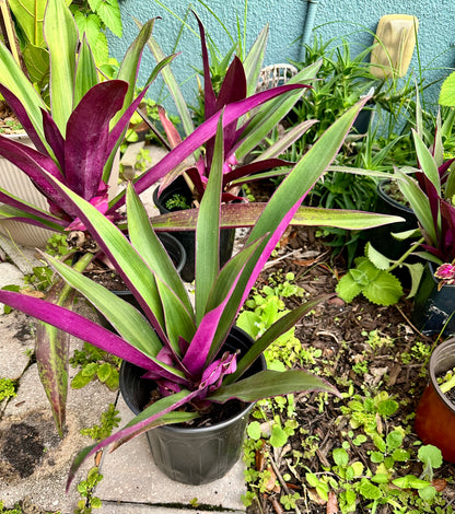 Oyster Plant (Tradescantia spathacea)