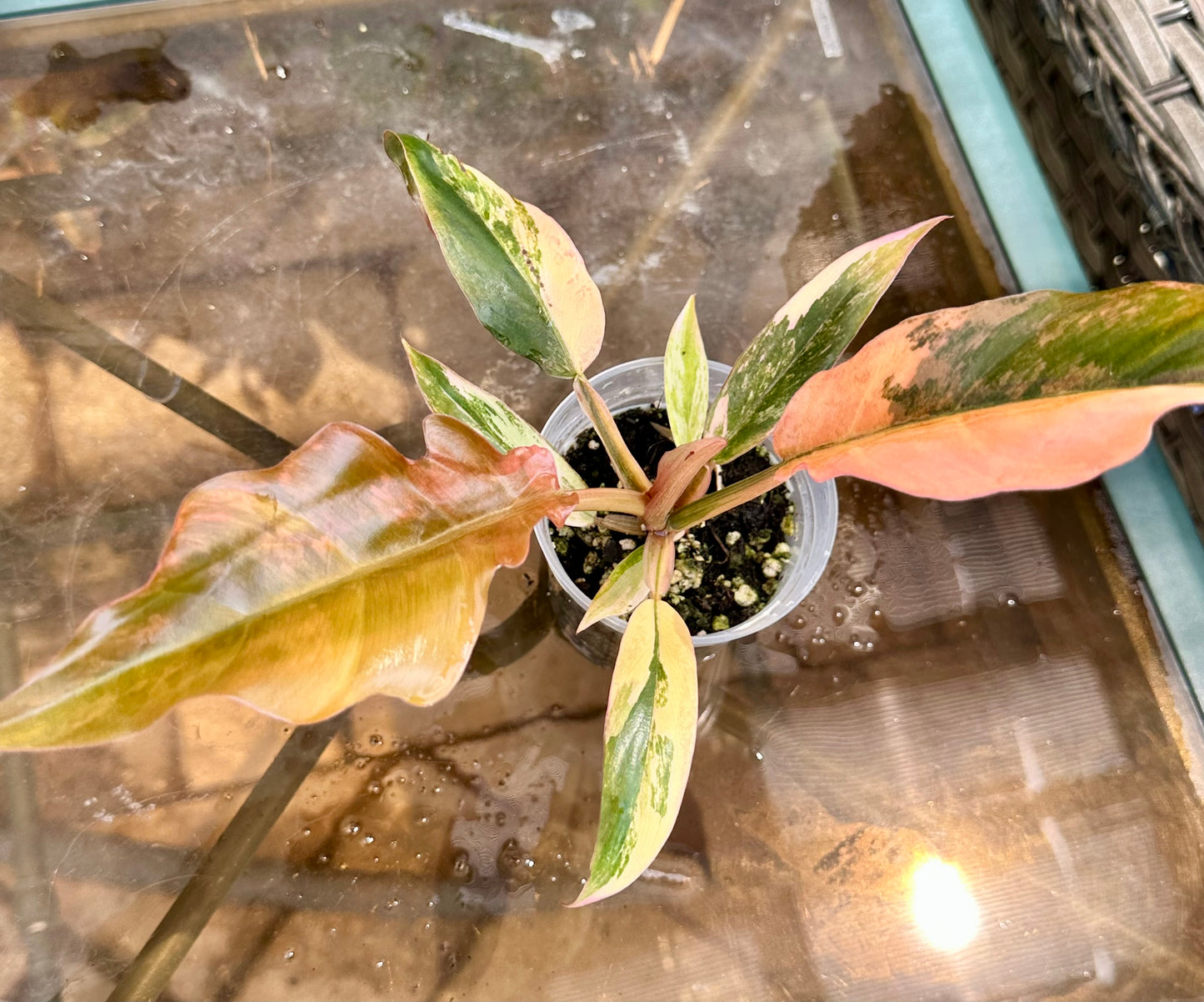 Caramel Marble Philodendron #1