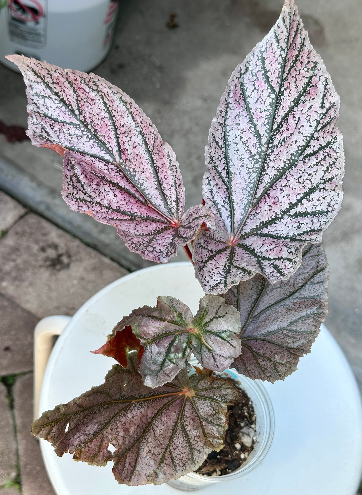 Begonia “Maurice Amey”