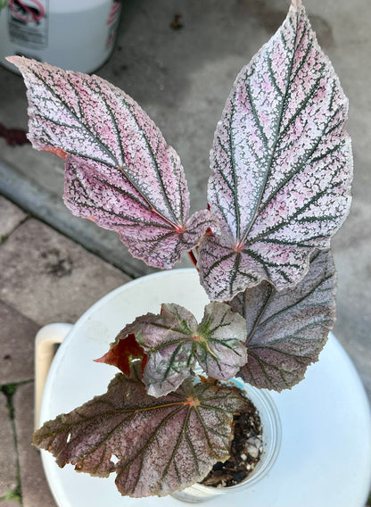 Begonia “Maurice Amey”