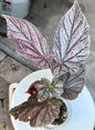 Begonia “Maurice Amey”