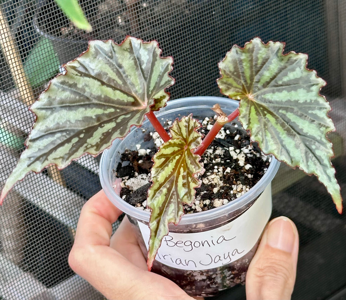 Begonia Irian Jaya (Begonia sp. U682)
