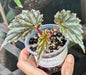 Begonia Irian Jaya (Begonia sp. U682)