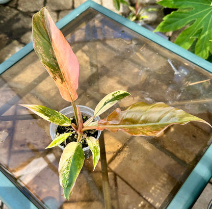 Caramel Marble Philodendron #1