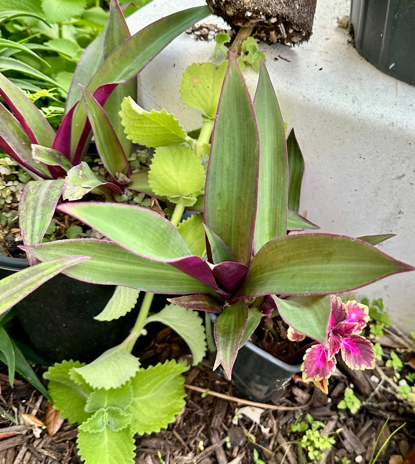 Oyster Plant (Tradescantia spathacea)