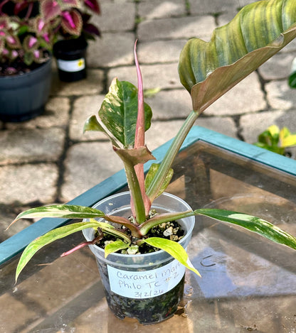 Philodendron Caramel Marble #2