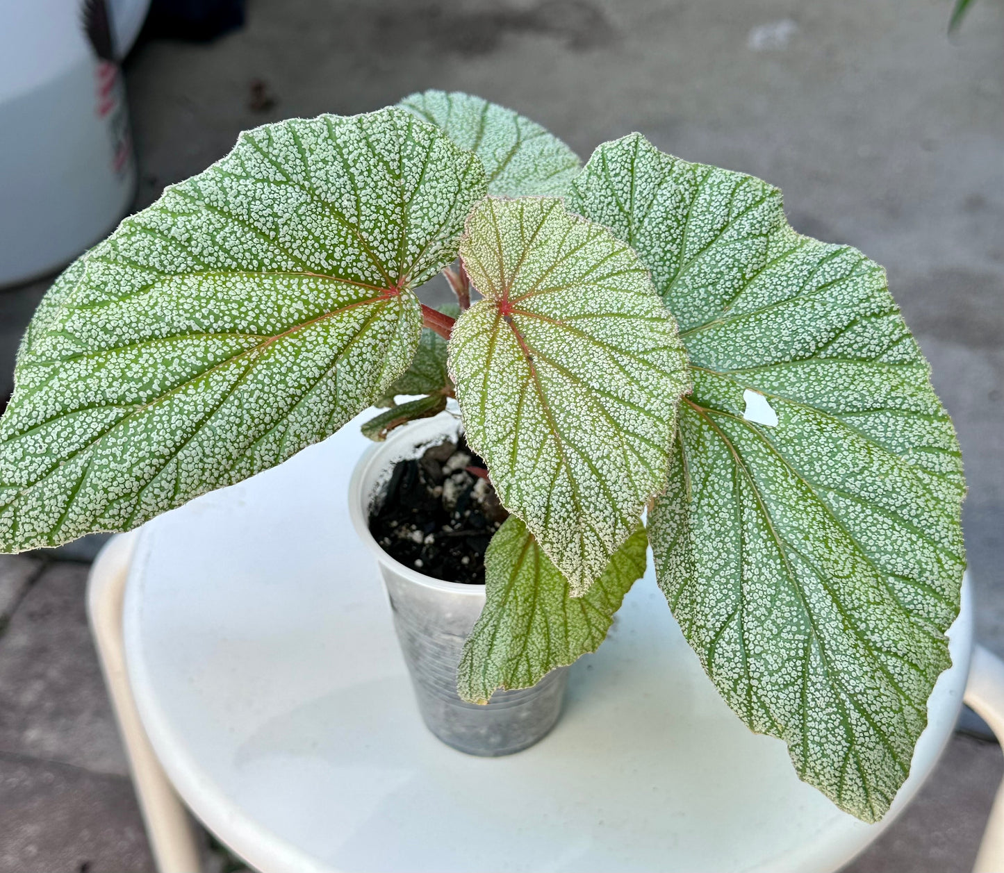Begonia 'Sinbad'