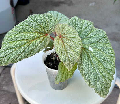 Begonia 'Sinbad'