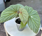 Begonia 'Sinbad'