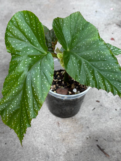 Begonia Lucerna | Rare Begonia Plant