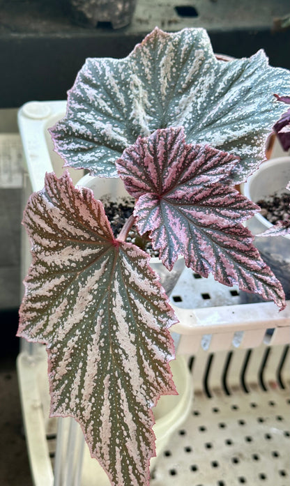 Begonia Pink Minx