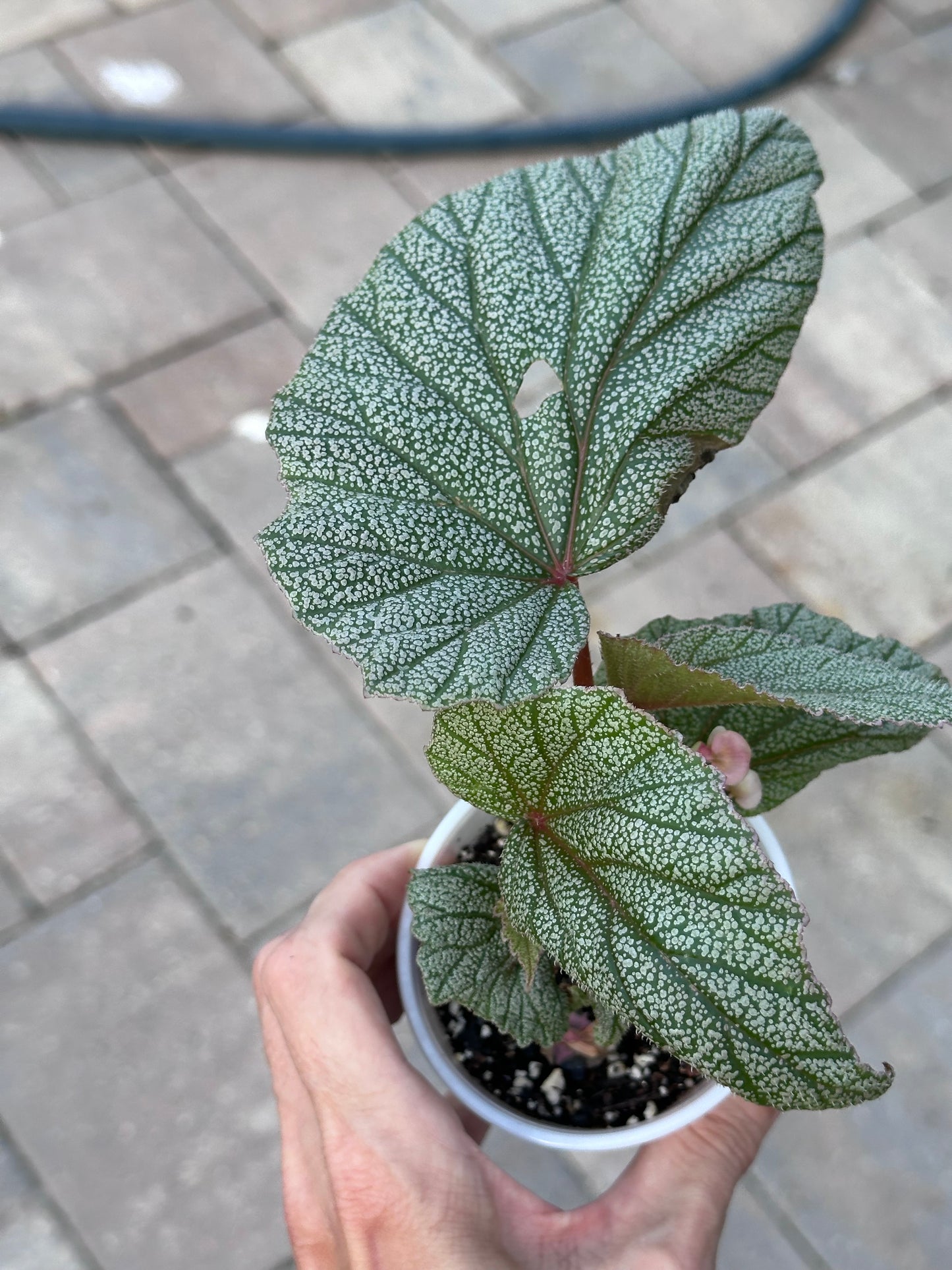 Begonia Sinbad