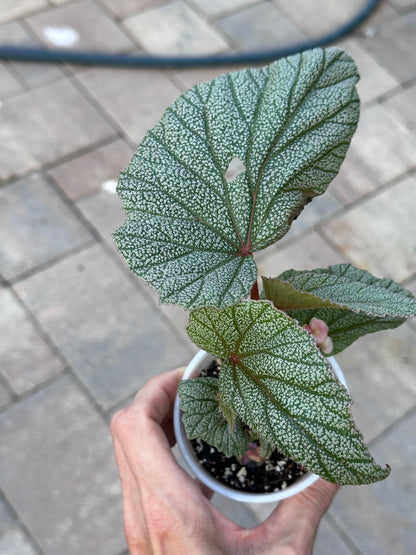 Begonia Sinbad