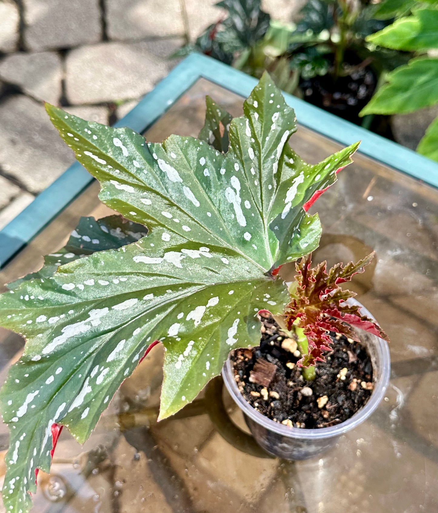 Lady Vanderwilt Begonia 4”