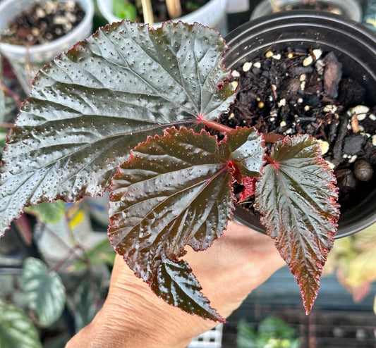 Begonia "Black Magic” (4”)