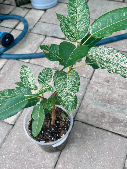 Clown Fig (Ficus aspera) 5”