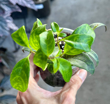 Black Pagoda Lipstick Plant
