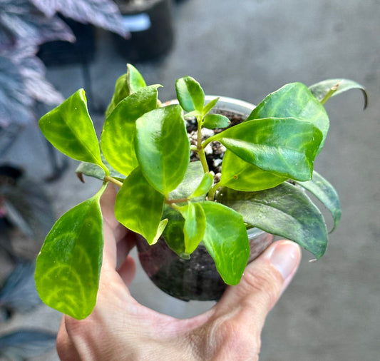 Black Pagoda Lipstick Plant