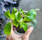 Black Pagoda Lipstick Plant