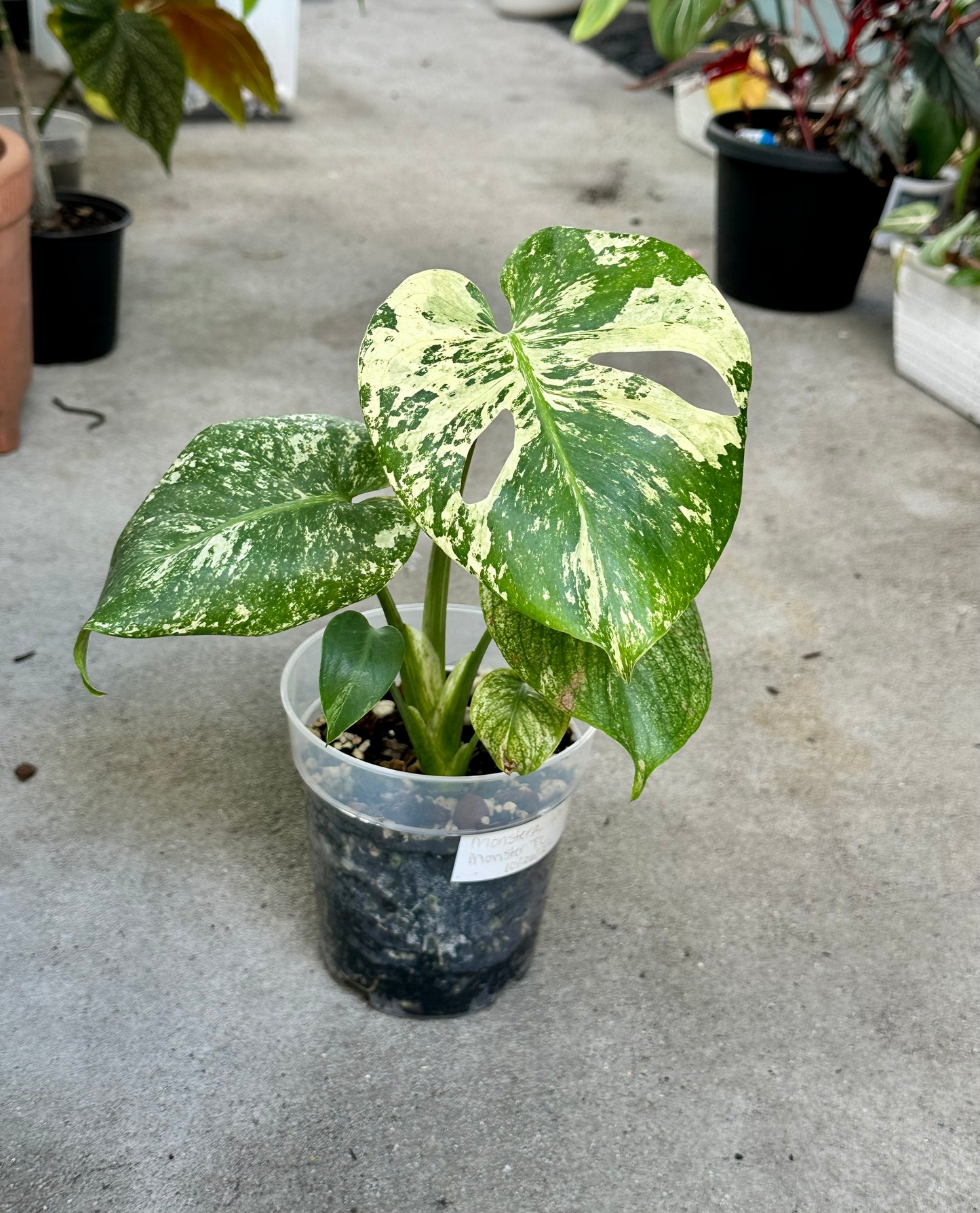 Monstera Deliciosa “White Monster”