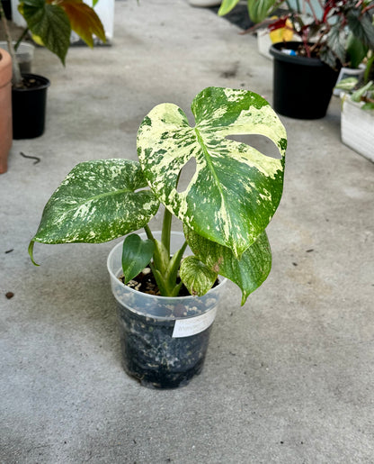 Monstera Deliciosa “White Monster”