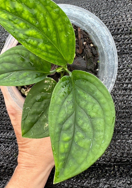 Monstera Peru