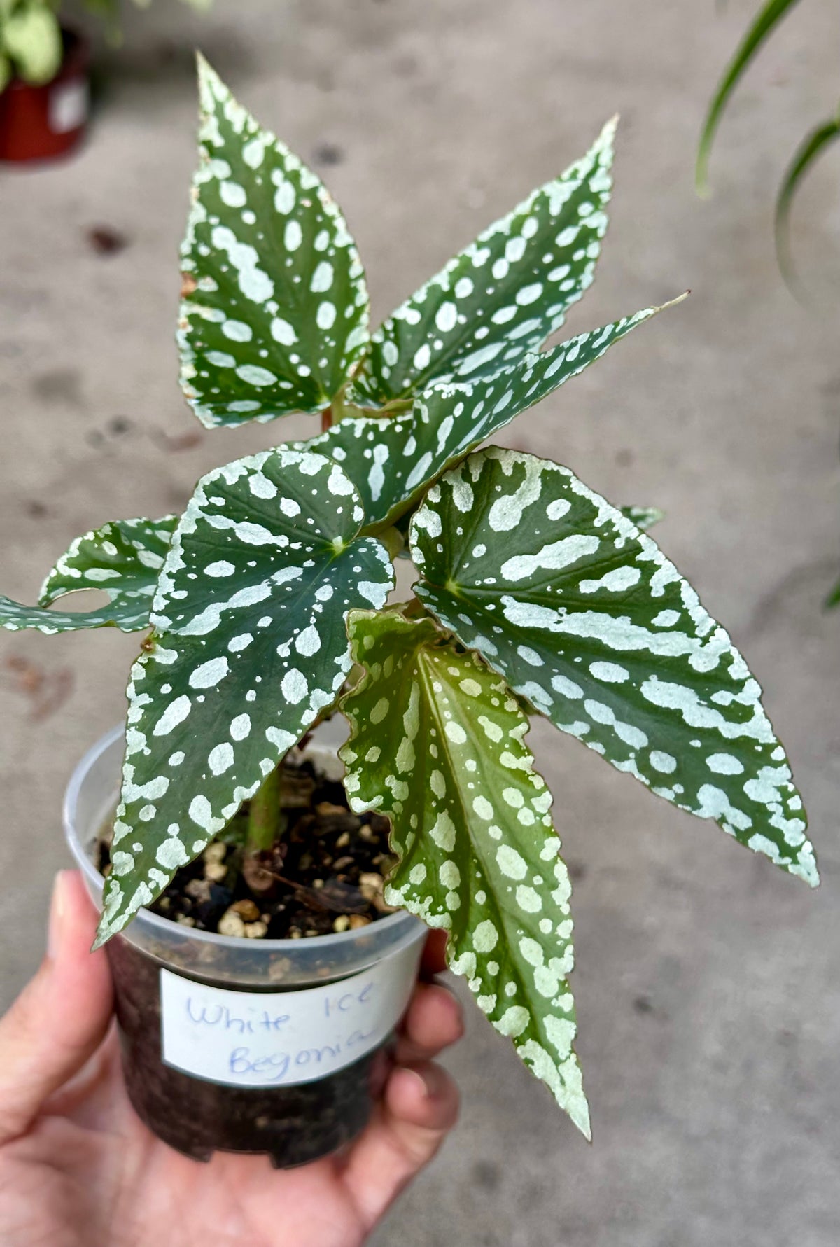 Begonia Maculata "White Ice"