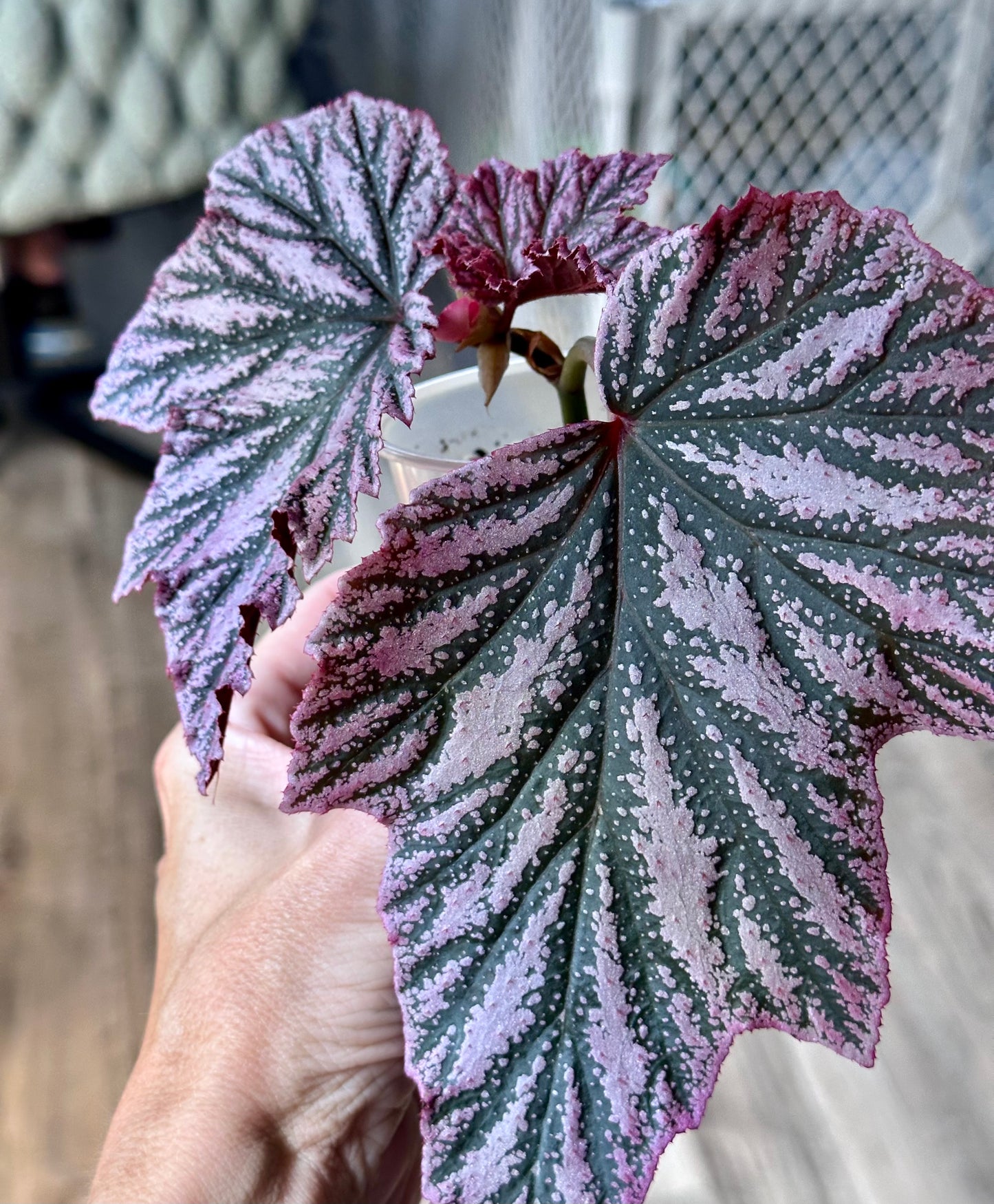 Begonia Pink Minx
