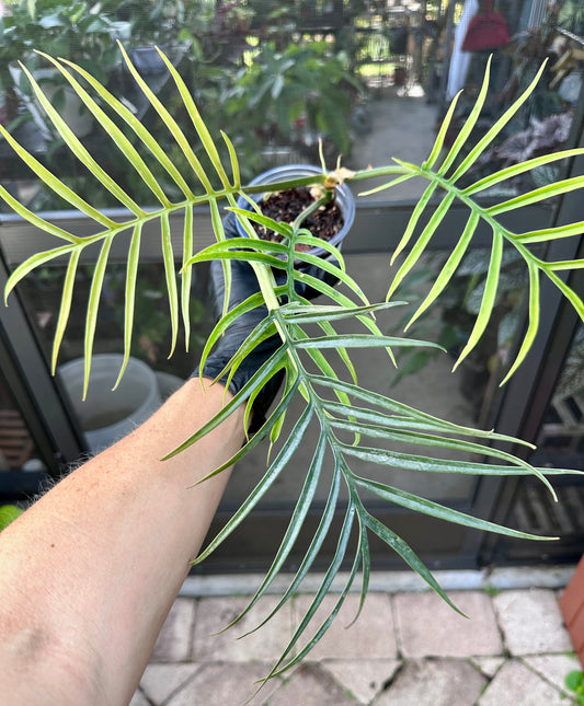 Philodendron Tortem