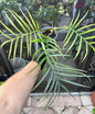 Philodendron Tortem