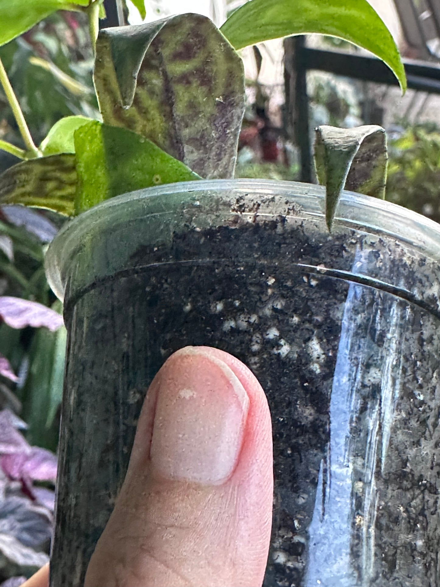 Black Pagoda Lipstick Plant