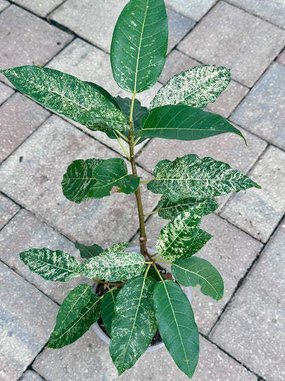 Clown Fig (Ficus aspera) 5”