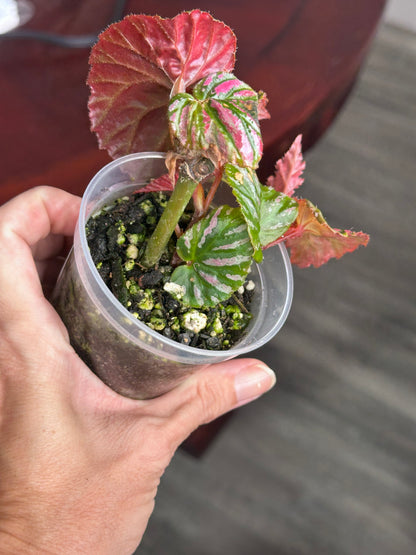 Begonia Brevirimosa “Exotica”