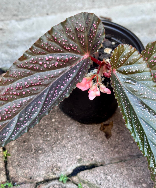 Begonia Benigo | Rare Begonia Plant