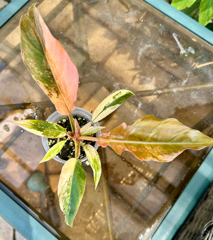 Caramel Marble Philodendron #1